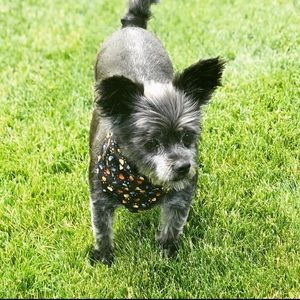 Meet your Posher, Devon